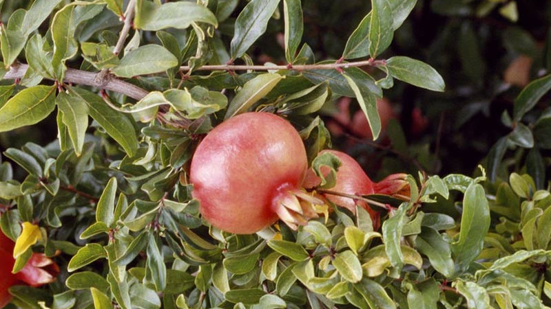 Rubin-Juwelen Acco, Al-Sirin-Nar, Guleysha, Hicaz: Ein Leitfaden durch die Welt der Granatäpfel (Teil 2)