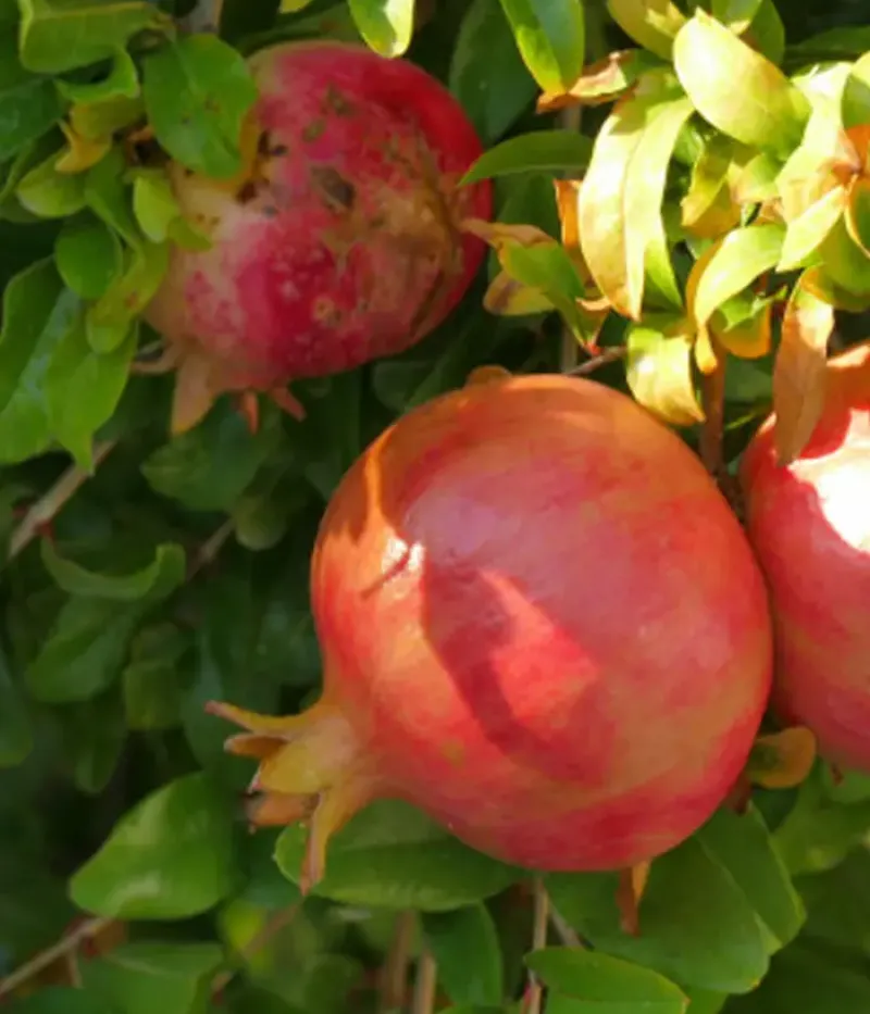 Granatapfel (Punica granatum) MOLLAR DE ELCHE - Tutifruti, s.r.o.