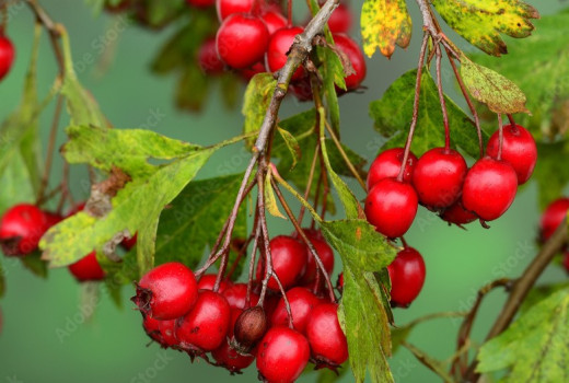 Weißdorn (Crataegus): Gesundheitliche Wirkungen, Verwendung und Sicherheit (Teil 2)