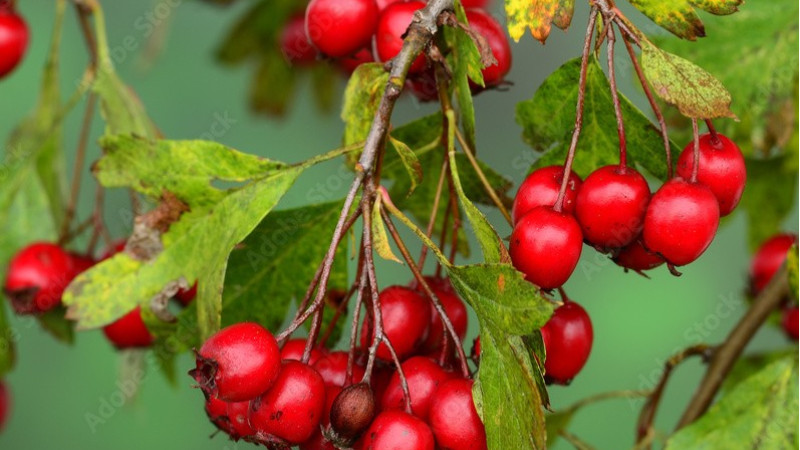 Weißdorn (Crataegus): Ein Leitfaden zur Botanik und chemischen Zusammensetzung (Teil 1)