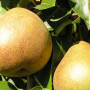 Birnenbaum (Pyrus communis) BELORUSKAJA POZDŇAJA
