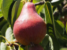 Hruška stĺpová (Pyrus communis) CAROLA - SK Matej Hornák Hruška stĺpová (Pyrus communis) CAROLA - SK Matej Hornák