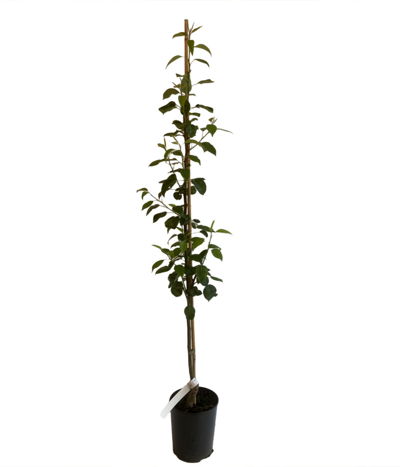 Säulenbirne (Pyrus communis) DECORA - Tutifruti SK