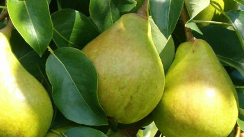 Birnen für anspruchsvolle Bedingungen: 6 nordeuropäische Sorten, die neue Qualitätsmaßstäbe setzen