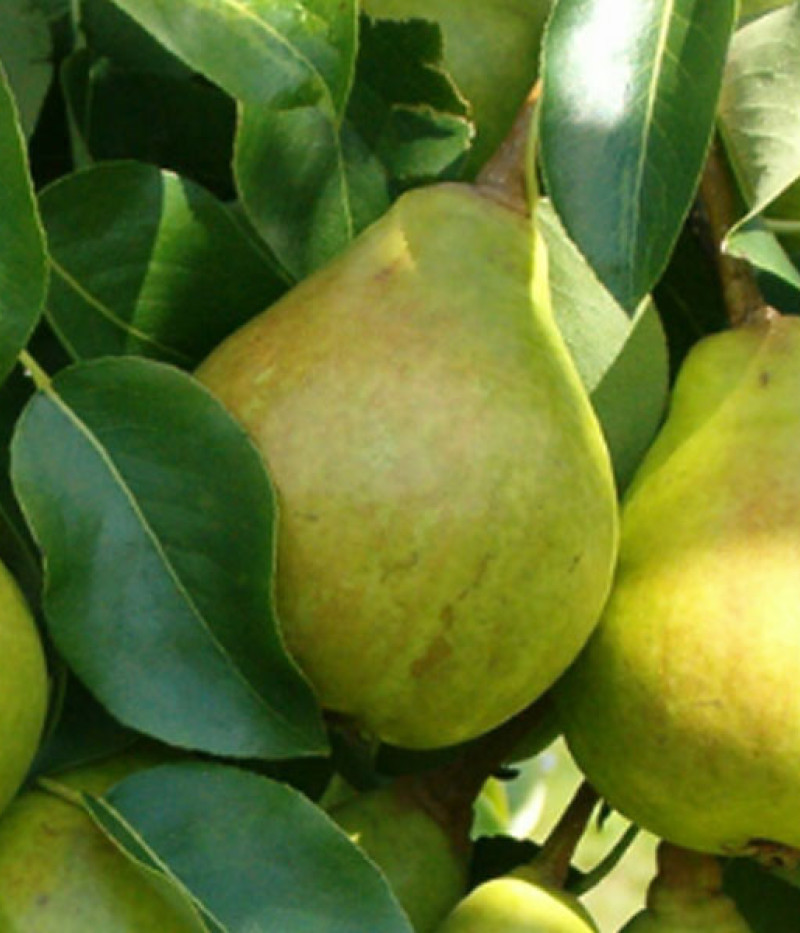 Birnenbaum (Pyrus communis) PEPI - Tutifruti, s.r.o. (SK)