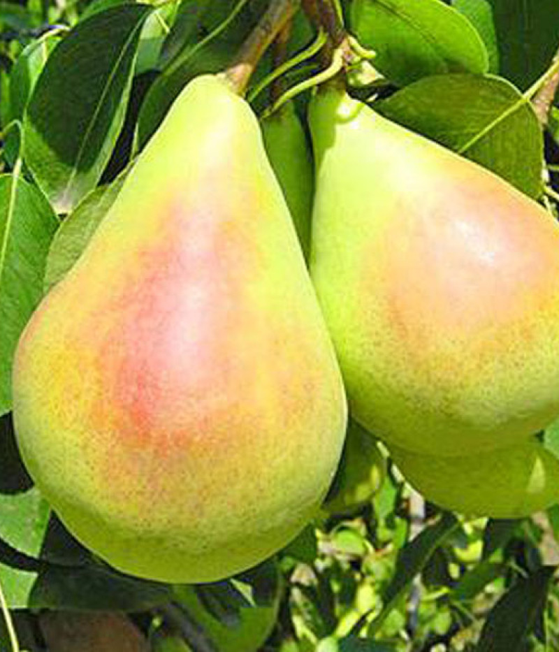 Pear (pyrus communis) SANTA MARIA - Tutifruti SK