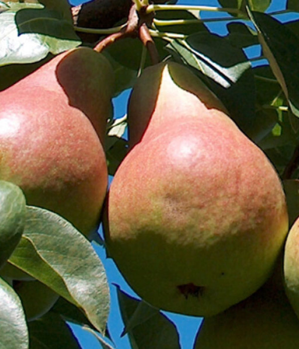Birnenbaum (Pyrus communis) TAJUŠČAJA