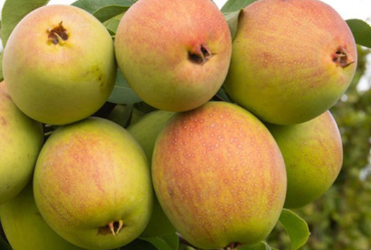 Exotisch und unverwüstlich: Warum die asiatische Birne „Tem-Bo-Li” ein Schatz für moderne Gärten ist