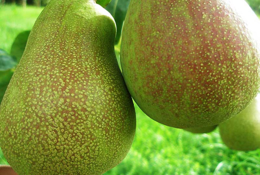 Birnen für alle Jahreszeiten: Analyse der Sommerbirne „Vasarinė Sviestinė“, der Herbstbirne „Mramornaja“ und der Winterbirne „Beloruskaja Pozdňaja“