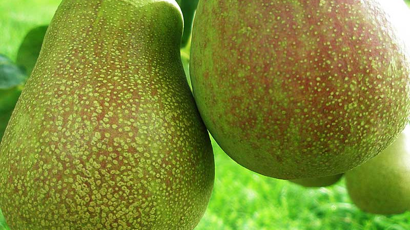 Birnen für alle Jahreszeiten: Analyse der Sommerbirne „Vasarinė Sviestinė“, der Herbstbirne „Mramornaja“ und der Winterbirne „Beloruskaja Pozdňaja“