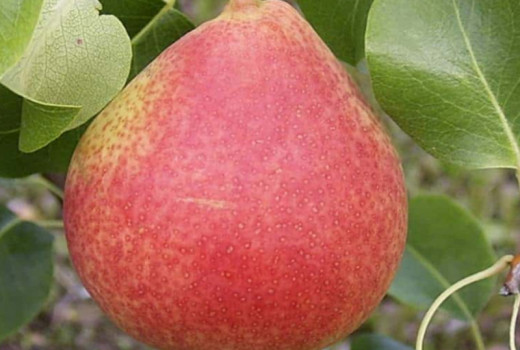 Limitierte Birnen mit ausgezeichneter Widerstandsfähigkeit: Analyse der Sorten „Vilma“, „Pepi“ und „Suvenīrs“