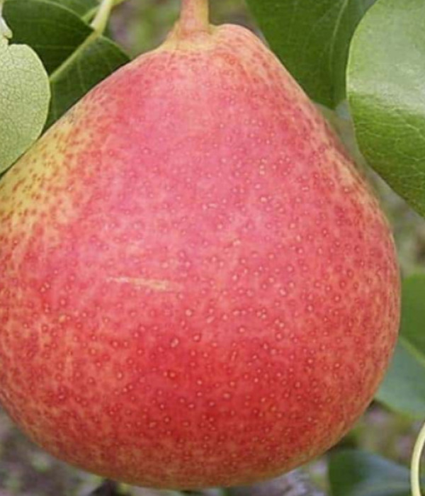 Birnenbaum (Pyrus communis) VILMA