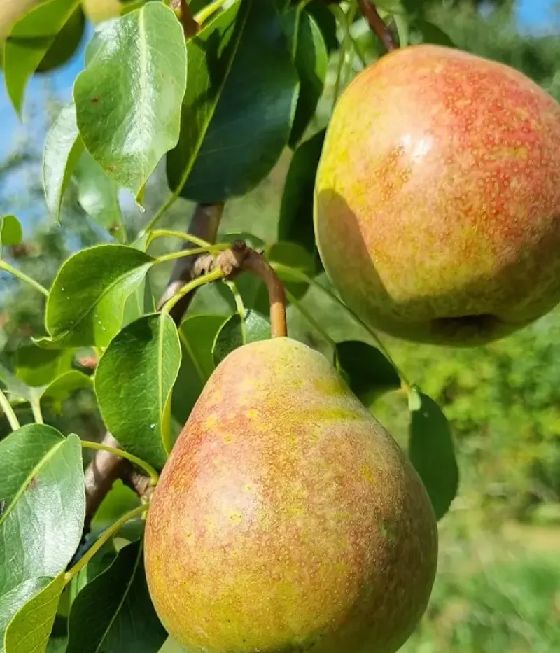 Pear (pyrus communis) ALKA - Tutifruti, s.r.o.