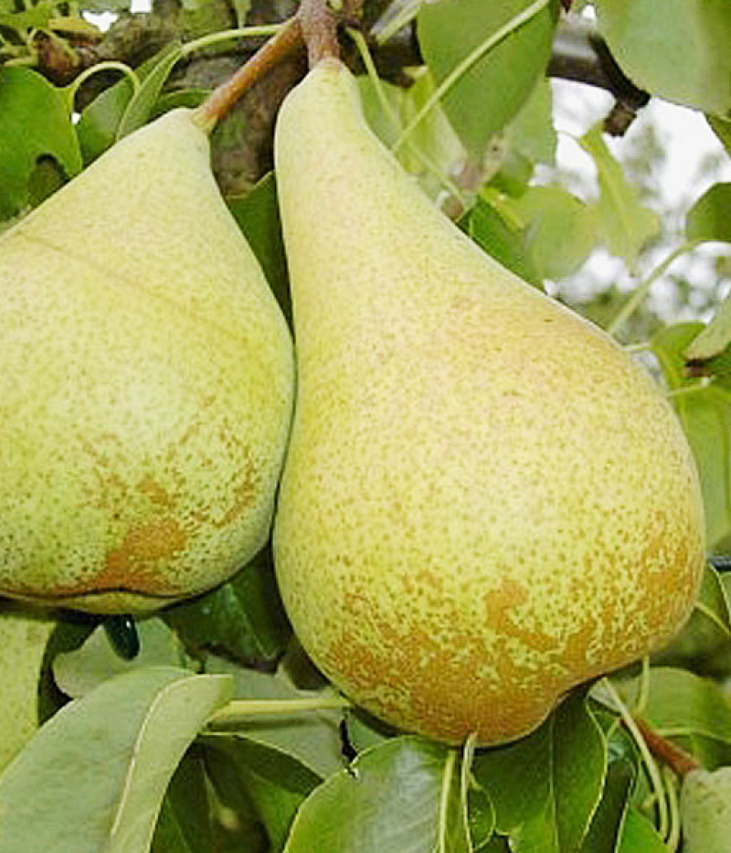 Säulenbirne (Pyrus communis) CONDO - Tutifruti SK