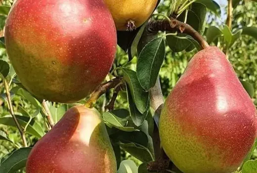 Rumänisches Trio vonSommer- und Herbstbirnen: Wir stellen die Sorten 'Daciana', 'Argessis' und 'Carpica' vor