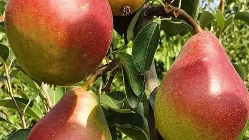 Rumänisches Trio vonSommer- und Herbstbirnen: Wir stellen die Sorten 'Daciana', 'Argessis' und 'Carpica' vor