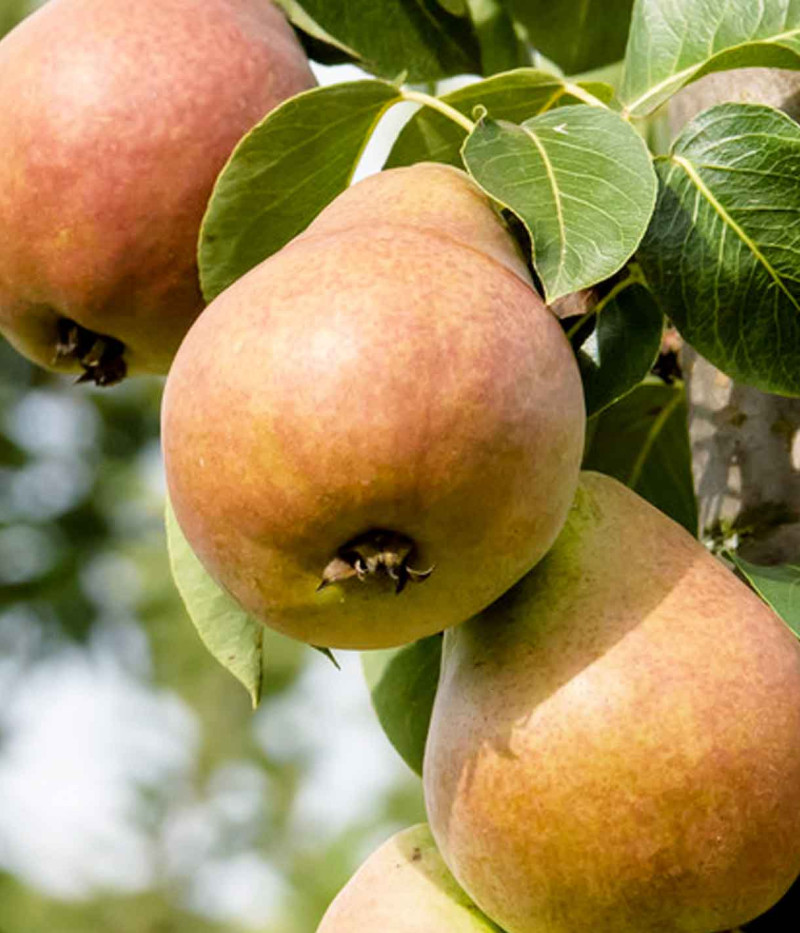 Säulenbirne (Pyrus communis) DECORA - Tutifruti SK