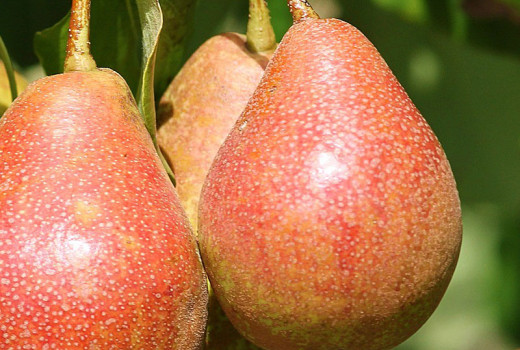 Die Welt der Birnen (Teil 2): Unbekannte Gesichter und das verborgene Potenzial der Gattung Pyrus | Blog