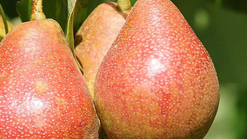 Die Welt der Birnen (Teil 2): Unbekannte Gesichter und das verborgene Potenzial der Gattung Pyrus | Blog