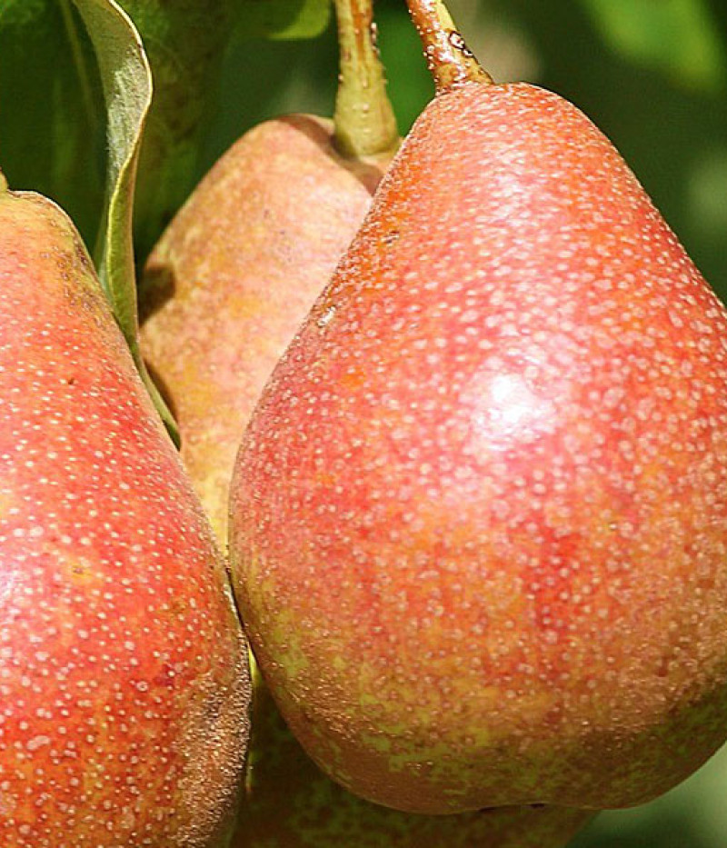 BIO Säulenbirne AROMA SPUR GELB-ROT - Tutifruti SK