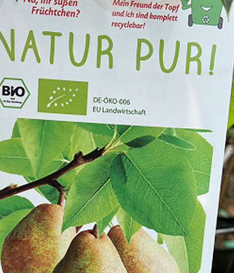 Bio Birnenbaum AROMA SPUR GRUN-BRAUN - Tutifruti SK