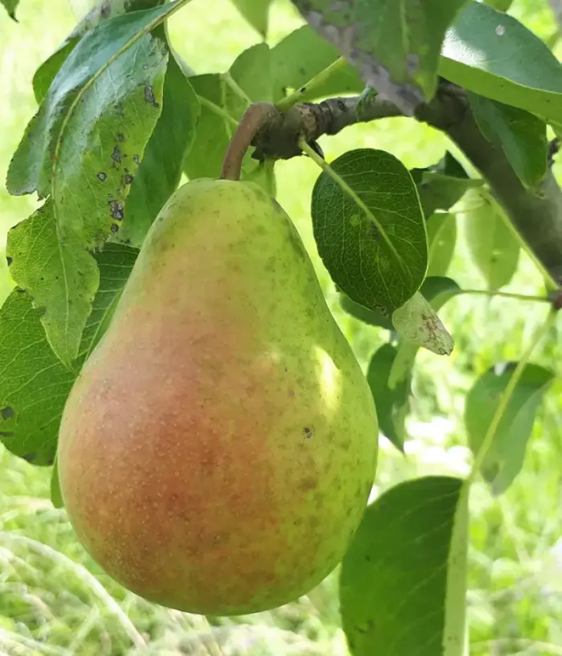 Birnenbaum  (Pyrus communis) HARROW DELIGHT - Tutifruti, s.r.o.