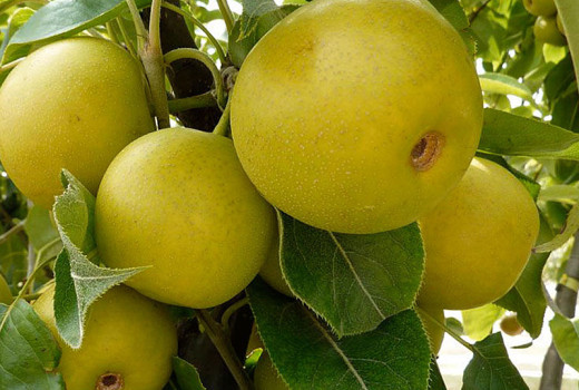 Nashi (asiatische Birnen): Hosui, Nijisseiki und andere Spitzen-Sorten | Blog