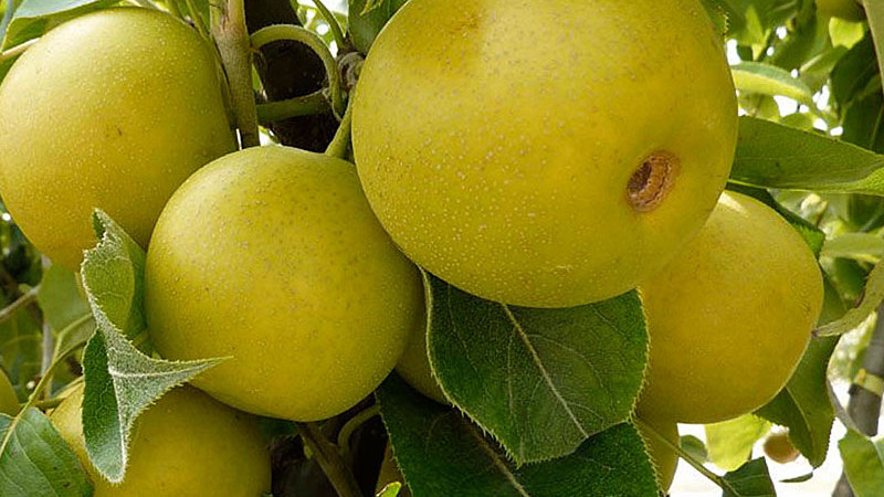 Nashi (asiatische Birnen): Hosui, Nijisseiki und andere Spitzen-Sorten | Blog