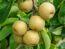 Nashi - Japanische Birnenbaum (Pyrus pyrifolia) HOSUI - Tutifruti SK Nashi - Japanische Birnenbaum (Pyrus pyrifolia) HOSUI - Tutifruti SK