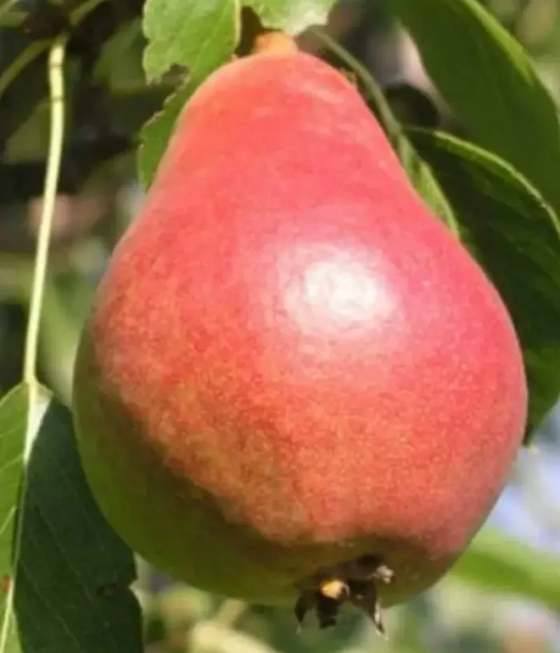 Pear (pyrus communis) LUKNA - Tutifruti, s.r.o.