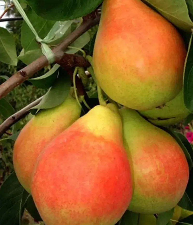 Birnenbaum  (Pyrus communis) NAPOCA - Tutifruti, s.r.o.