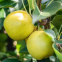 Nashi - Japanische Birnenbaum (Pyrus pyrifolia) NIJISSEIKI