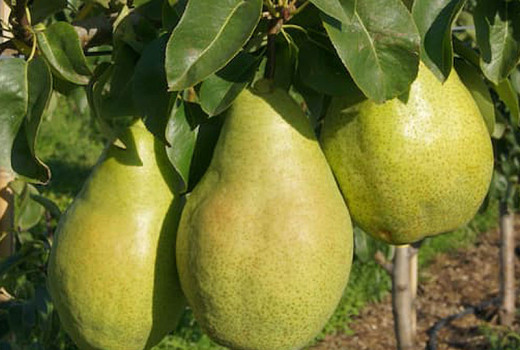 Die Welt der Birnen (Teil 1): Ein Leitfaden zur Gattung Pyrus und ihren besten Arten | Blog