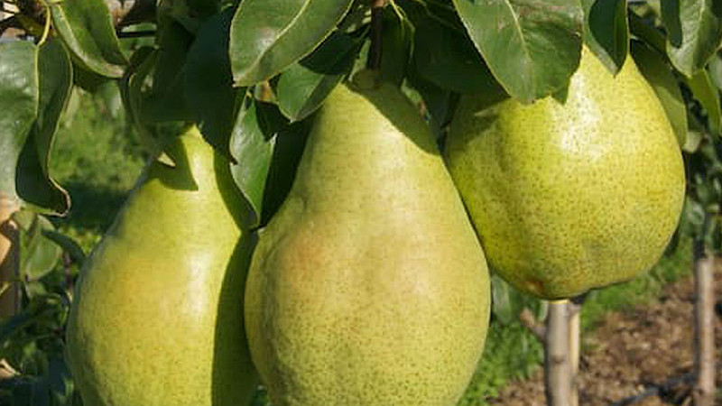 Die Welt der Birnen (Teil 1): Ein Leitfaden zur Gattung Pyrus und ihren besten Arten | Blog