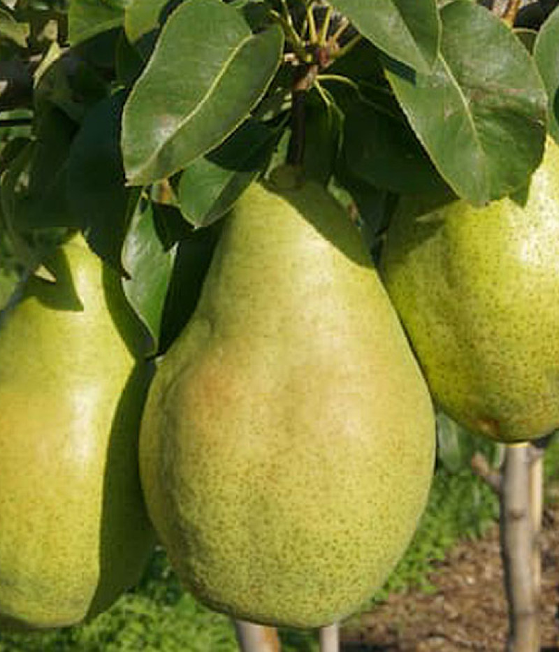 Pear (pyrus communis) NOJABRSKAJA - Tutifruti SK