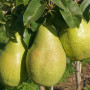 Pear (pyrus communis) NOJABRSKAJA