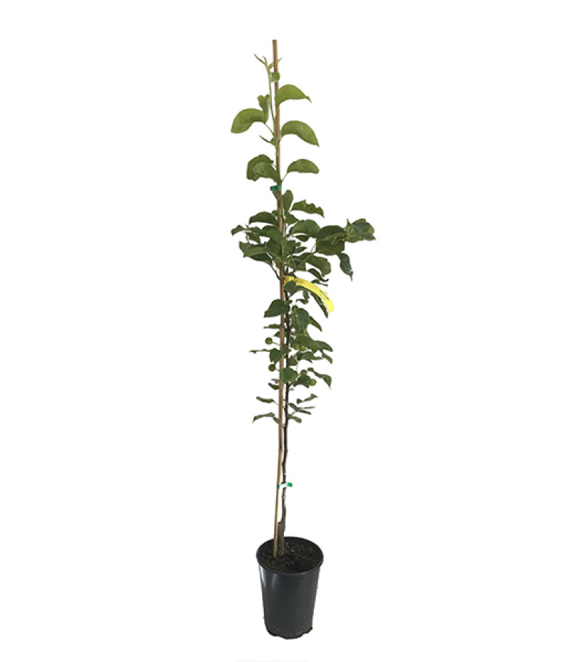 Nashi - Japanische Birnenbaum (Pyrus pyrifolia) SHINSEIKI - Tutifruti SK