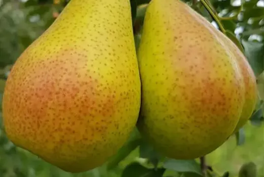 Neue Birnen 2026: Alka, Lukna & Triumf (Litauen/Rumänien)