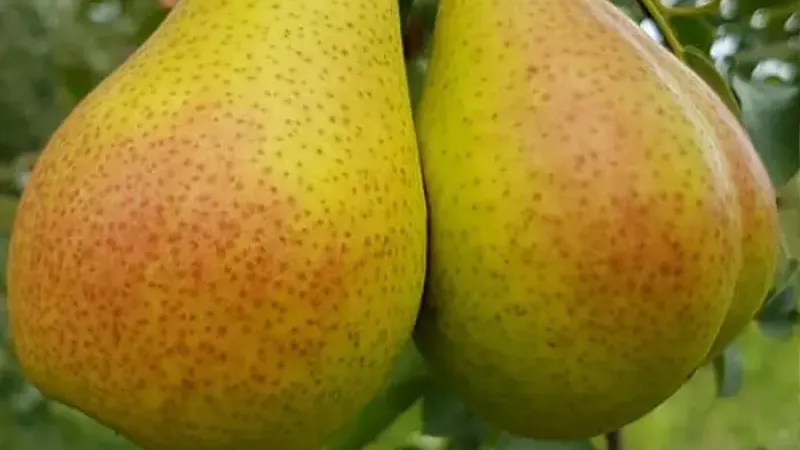 Neue Birnen 2026: Alka, Lukna & Triumf (Litauen/Rumänien)