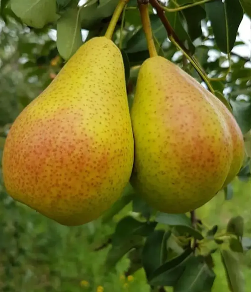 Birnenbaum  (Pyrus communis) TRIUMF - Tutifruti, s.r.o.