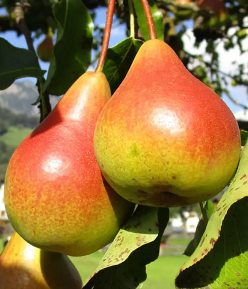 Birnenbaum  (Pyrus communis) TUDOR - Tutifruti, s.r.o.