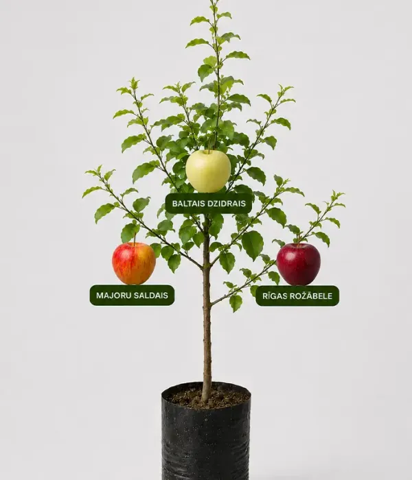 Family Apple Tree (Malus domestica) BALTAIS DZIDRAIS + MAJORU SALDAIS + RĪGAS ROŽĀBELE 26/10