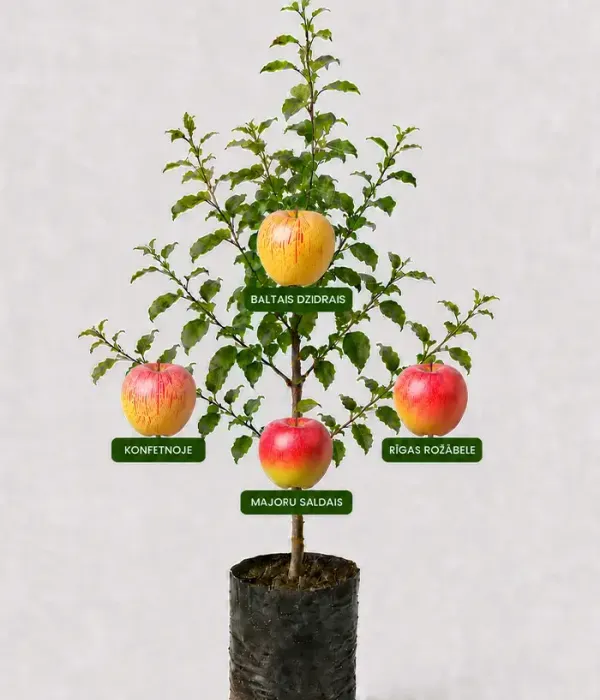 Family Apple Tree (Malus domestica) BALTAIS DZIDRAIS + KONFETNOJE + MAJORU SALDAIS + RĪGAS ROŽĀBELE 26/10