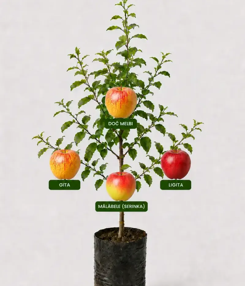 Familien-Apfelbaum (Malus domestica) DOČ MELBI + GITA + MĀLĀBELE (SERINKA) + LIGITA 26/13 - Tutifruti, s.r.o.
