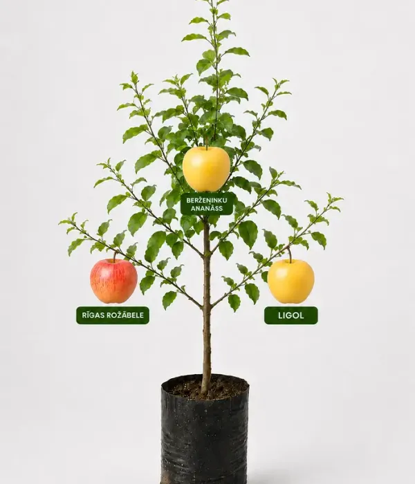 Familien-Apfelbaum (Malus domestica) RĪGAS ROŽĀBELE + BERŽEŅINKU ANANASS + LIGOL 26/15