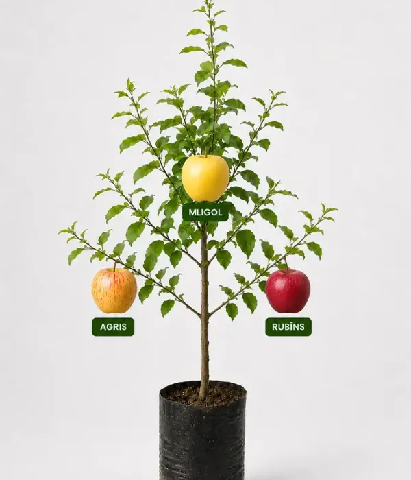 Family Apple Tree (Malus domestica)  LIGOL + AGRIS + RUBĪNS 26/2
