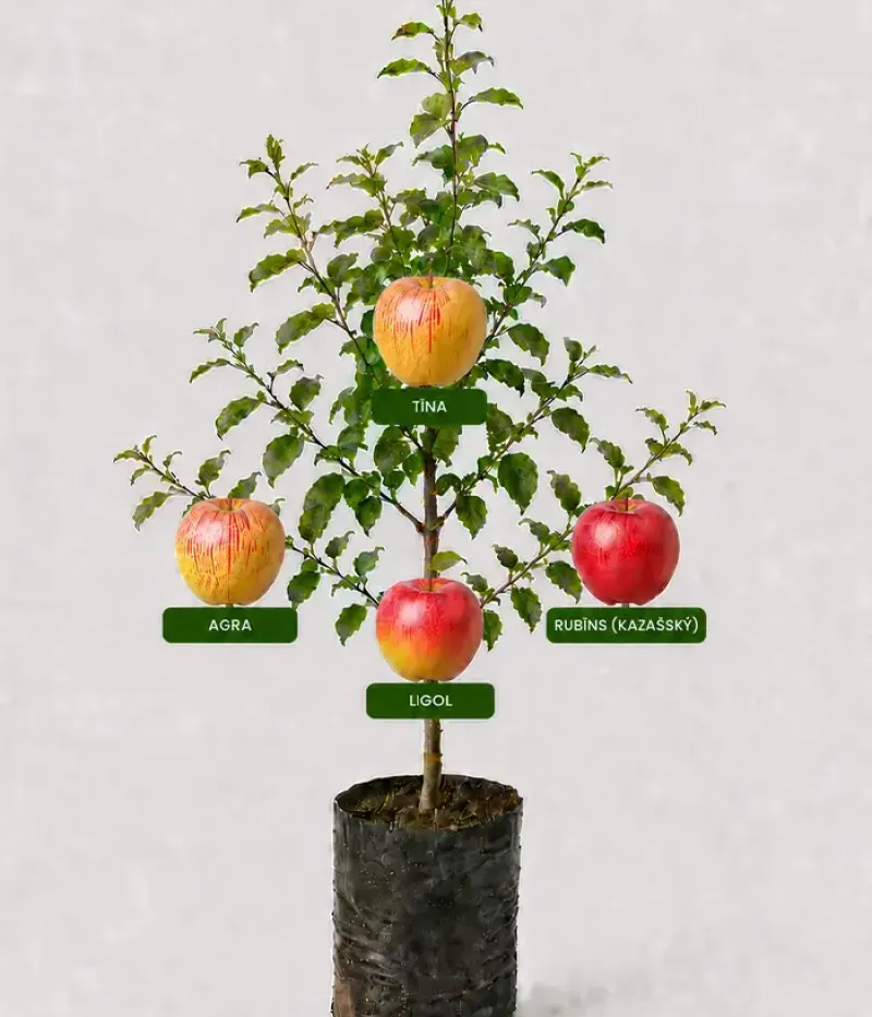 Familien-Apfelbaum (Malus domestica) AGRA + TĪNA + RUBĪNS + LIGOL 26/2 - Tutifruti, s.r.o.