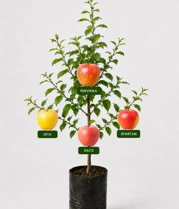 Rodinná multi-jabloň (Malus domestica) PERVINKA + GITA + DACE + SPARTAN 26/20
