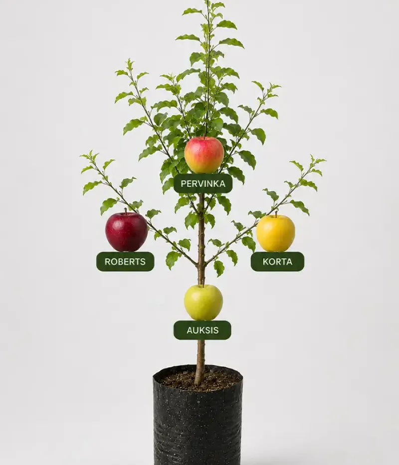 Familien-Apfelbaum (Malus domestica) KORTA + ROBERTS + PERVINKA + AUKSIS - Tutifruti, s.r.o.
