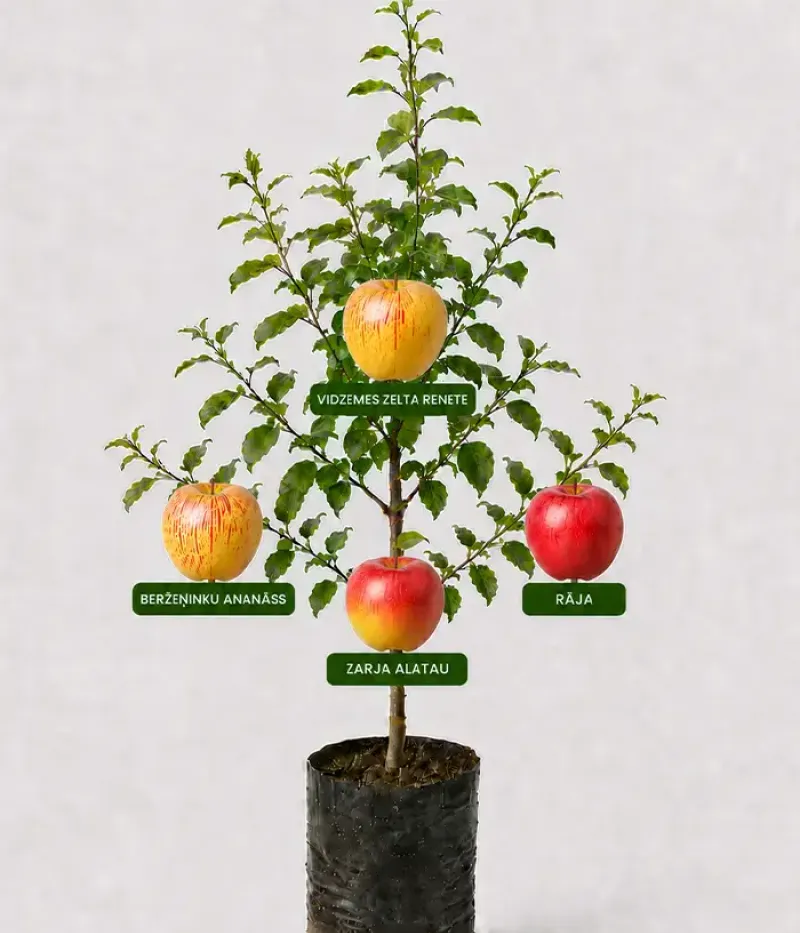 Familien-Apfelbaum (Malus domestica) BERŽEŅINKU ANANĀSS + VIDZEMES ZELTA RENETE + RĀJA + ZARJA ALATAU 26/23 - Tutifruti, s.r.o.